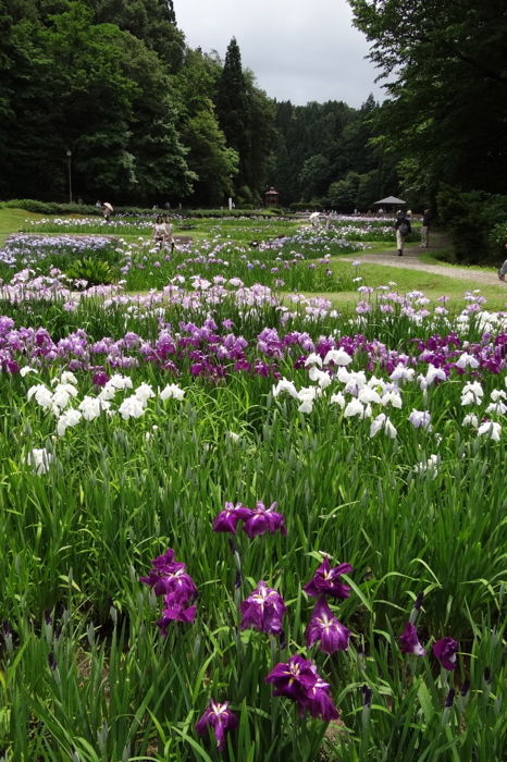 ハナショウブ園