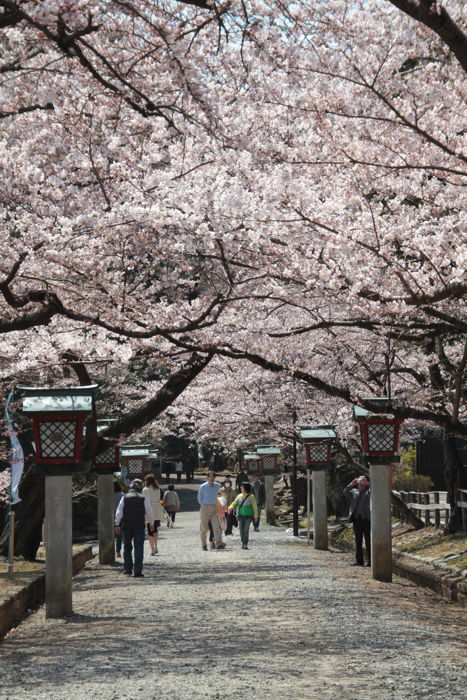 弥彦公園のサクラ