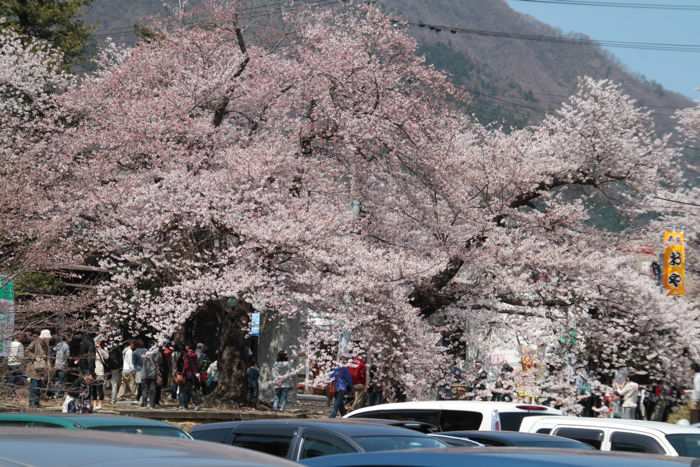 弥彦公園のサクラ