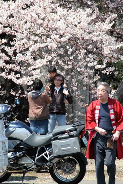 弥彦公園のサクラ