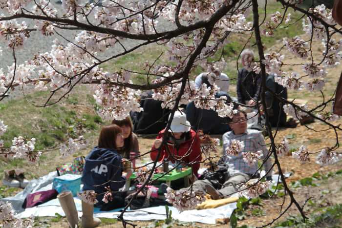 弥彦公園のサクラ