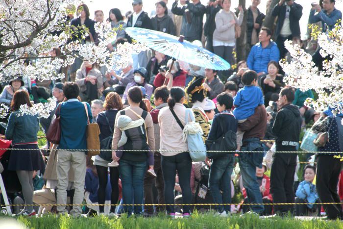 大河津分水桜土手を行く分水おいらん道中