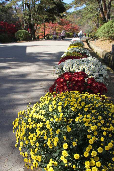 弥彦公園もみじ谷