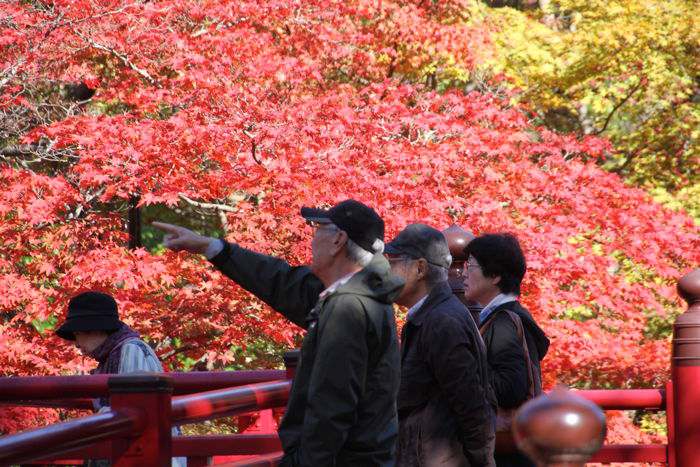 弥彦公園もみじ谷