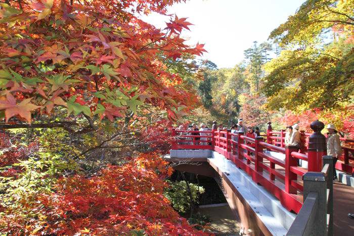 弥彦公園もみじ谷