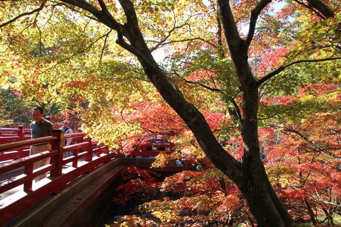 弥彦公園もみじ谷