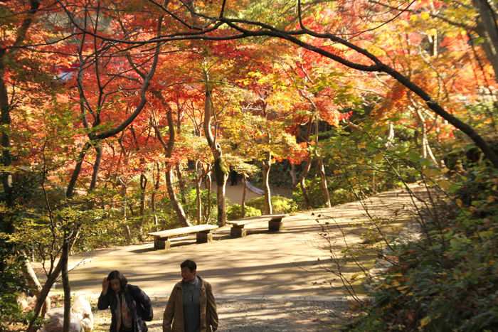 弥彦公園もみじ谷