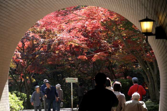 弥彦公園もみじ谷