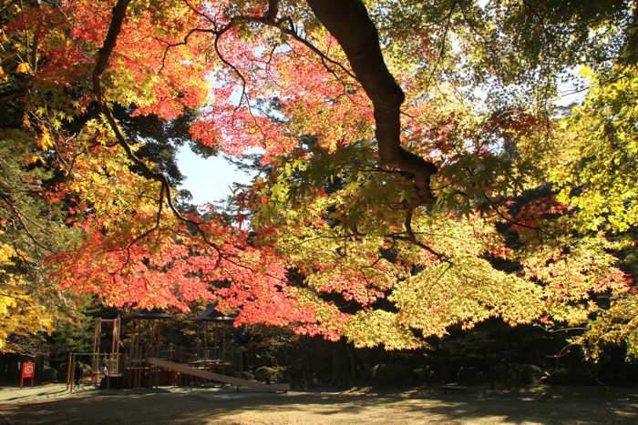 弥彦公園もみじ谷