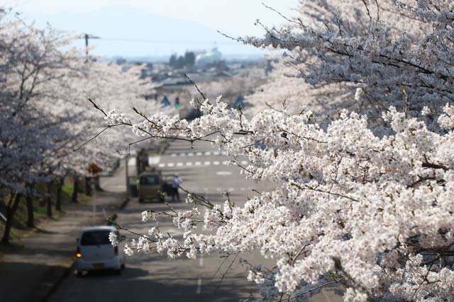 加茂市八幡の跨道橋から見るサクラ並木