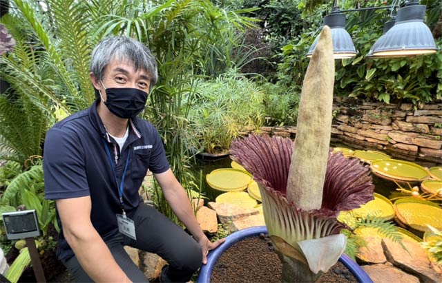 新潟県立植物園に来て10年目で初めて咲いたショクダイオオコンニャクと植物管理課の久原技術専門員