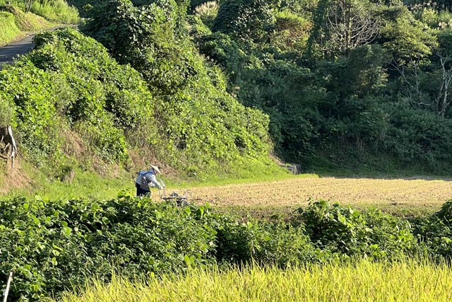 長岡市三島地区で稲刈り時期の猛暑のなかで農作業
