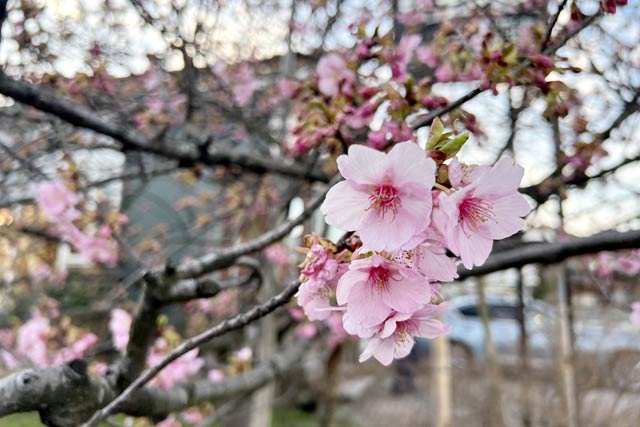 開花が進む「アートスペース リキ」のカワヅザクラ