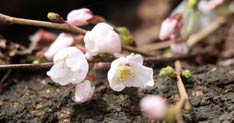 桜前線北上で県央で桜咲き新潟の桜開花も秒読み