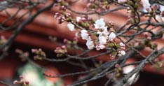 新潟市で観測史上最速で桜開花