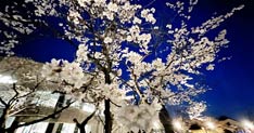 卯月待つ 見ごろの桜 夜に映え