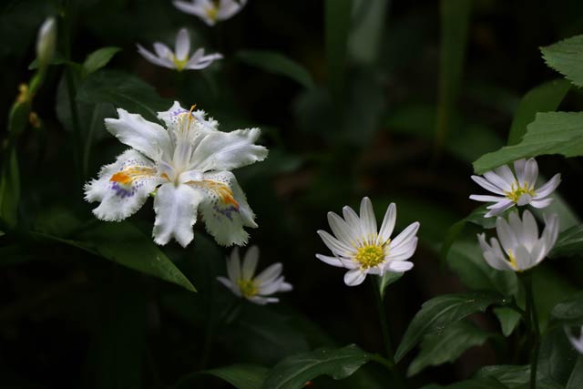 池之端で咲く左がヒメシャガ、右の小さな花がミヤコワスレ