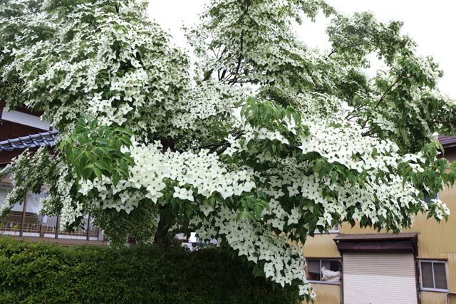 三条市下田地区の緑の葉が見えなくなるほどびっしりと白い花を咲かせるヤマボウシ