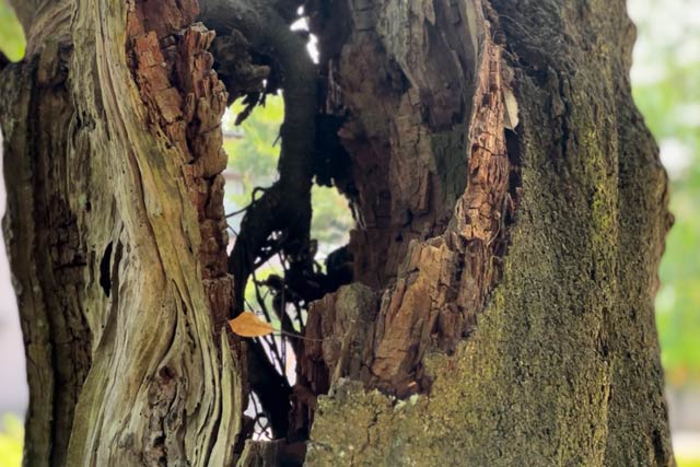 伐採するサクラの幹にできた大きな空洞