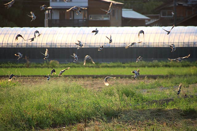 稲刈り後の田んぼを次から次へと渡るムクドリと思われる鳥の大群