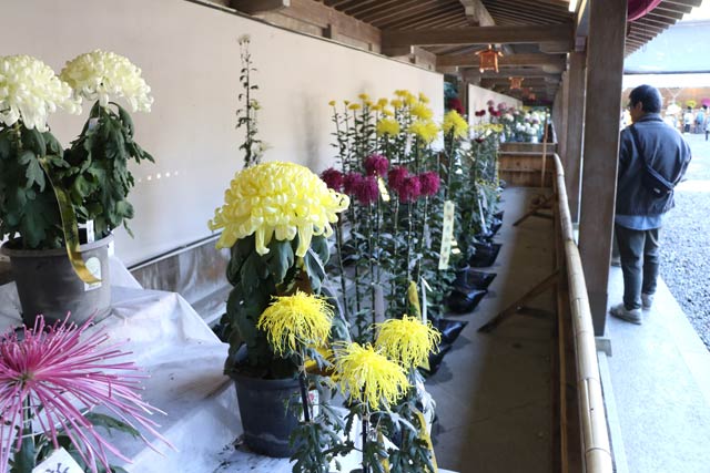 eԂF_ЂH̐FōʂFe܂