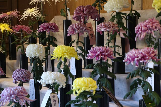 弥彦菊まつり