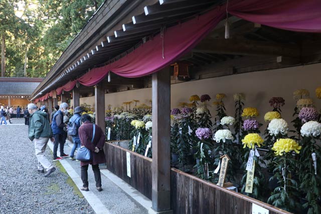 弥彦菊まつり