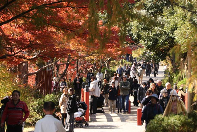 12日の弥彦公演もみじ谷の紅葉