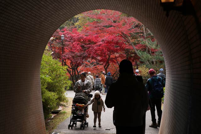 12日の弥彦公演もみじ谷の紅葉