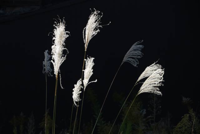 三条市でススキ