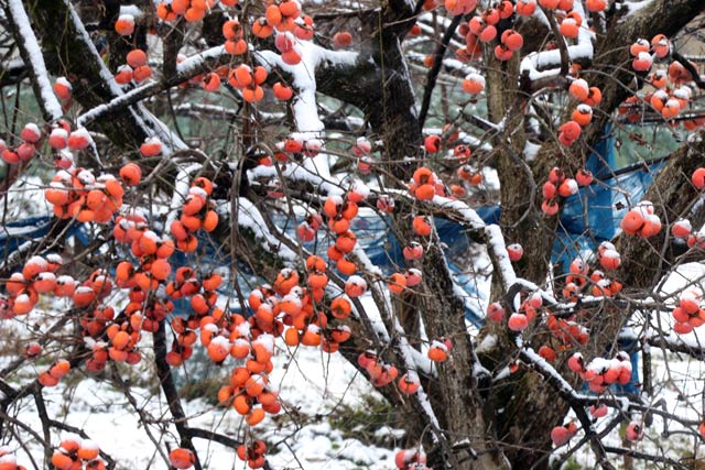 �J�L�̎��ɍ~���