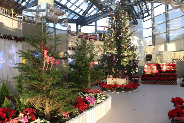 �V�������A�����̃N���X�}�X�W