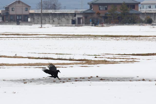 17���̎O���s�͗[���͐󂪌����čō��C���͕��N����5.4�x