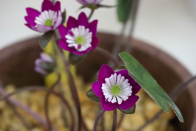 �W�������ኄ��