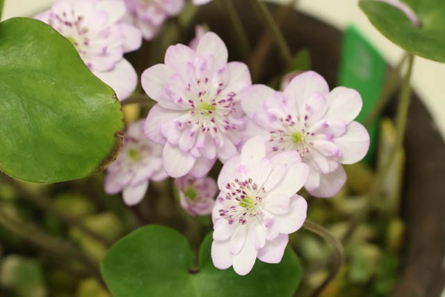 �W�������ኄ��