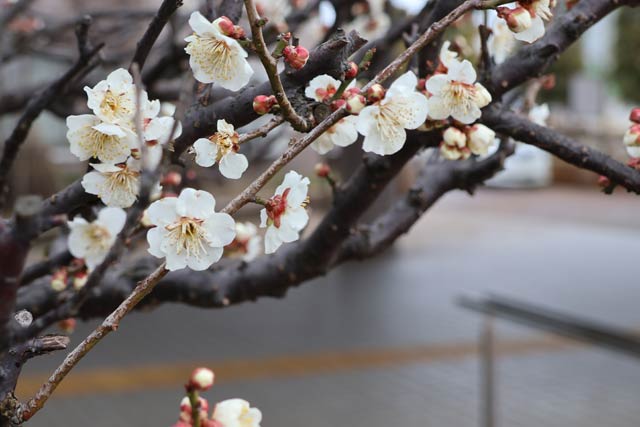 8���͊��̖߂�łȂ���������