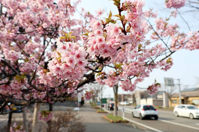 ���s�̗��e�X�u�A�[�g�X�y�[�X ���L�v�ƂȂ�̗Βn�т̑��炫�̉͒Í��͖��J��