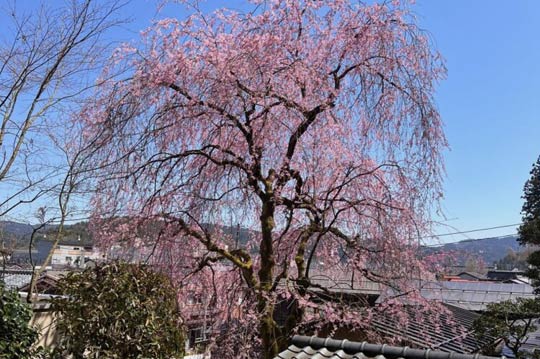 ���΁E�R�d�̂������������ɍ��킹�u���E�C�[�N�v�@4��10���͌��z�I�Ȗ���̗[��