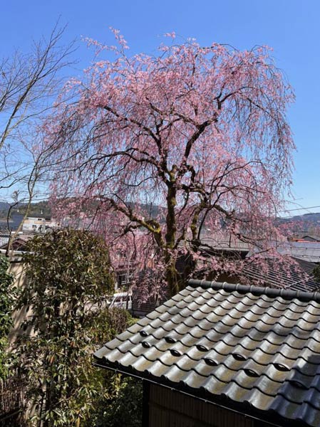 清雲亭山重の入り口のしだれ桜