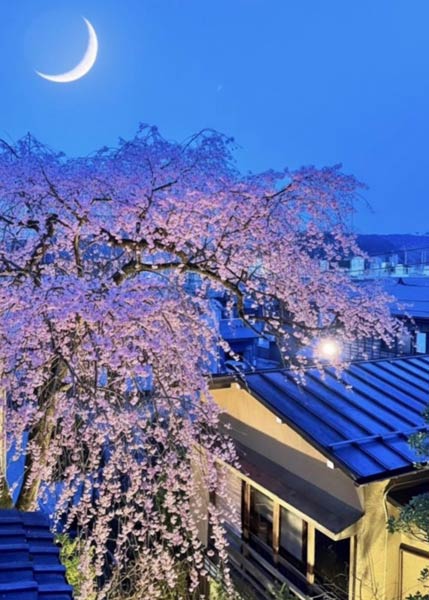 清雲亭山重の入り口のしだれ桜