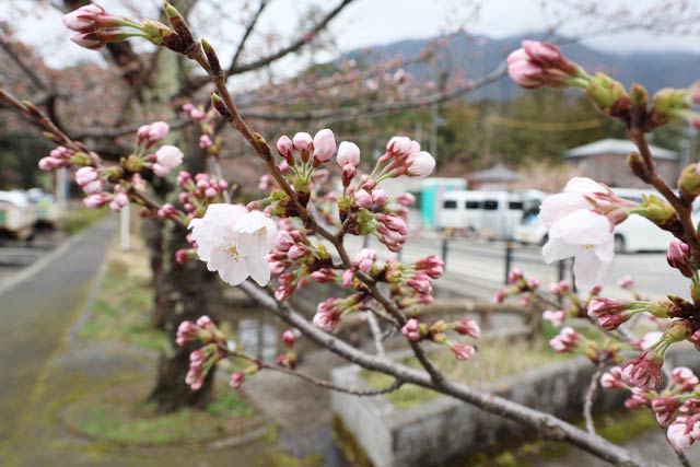 1日の弥彦駅前の桜