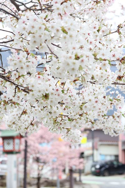 早咲きの彼岸桜は1日で散り始め
