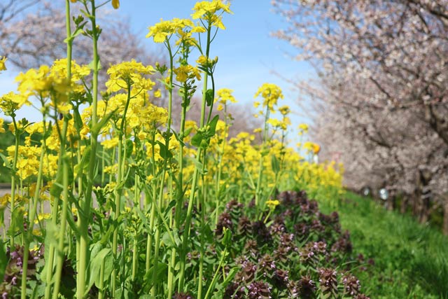 �؂̉Ԃ̋���