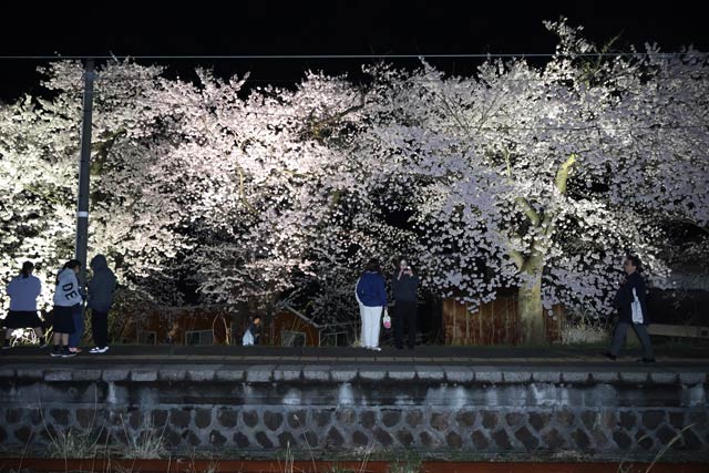 �z�[���ɕ������Ԃ���悤�ɍ炭��